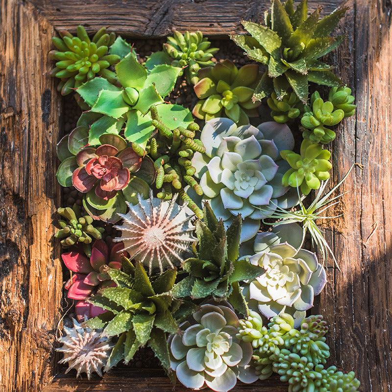 Simulation Plant Small Bonsai